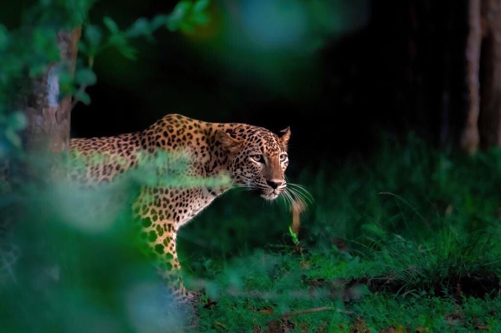 Wilderness & Wildlife
